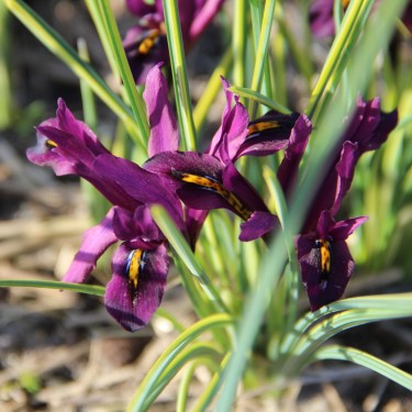 Iris reticulata 'Interstellar'