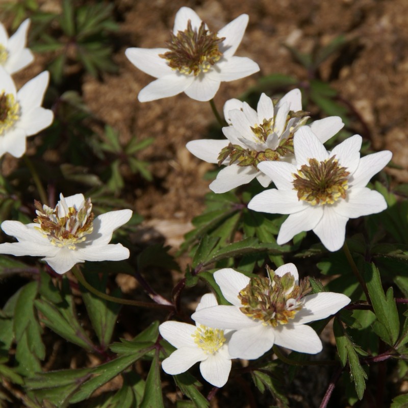 Anemone nemorosa 'Green Fingers' Anemone nemorosa 'Green Fingers'