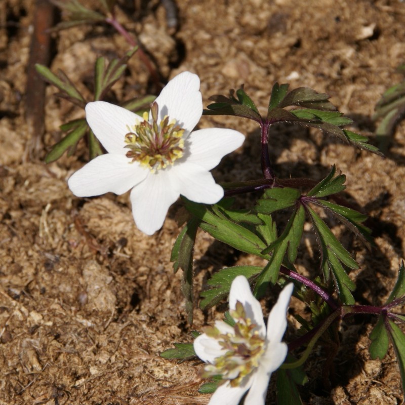 Anemone nemorosa 'Green Fingers' Anemone nemorosa 'Green Fingers'