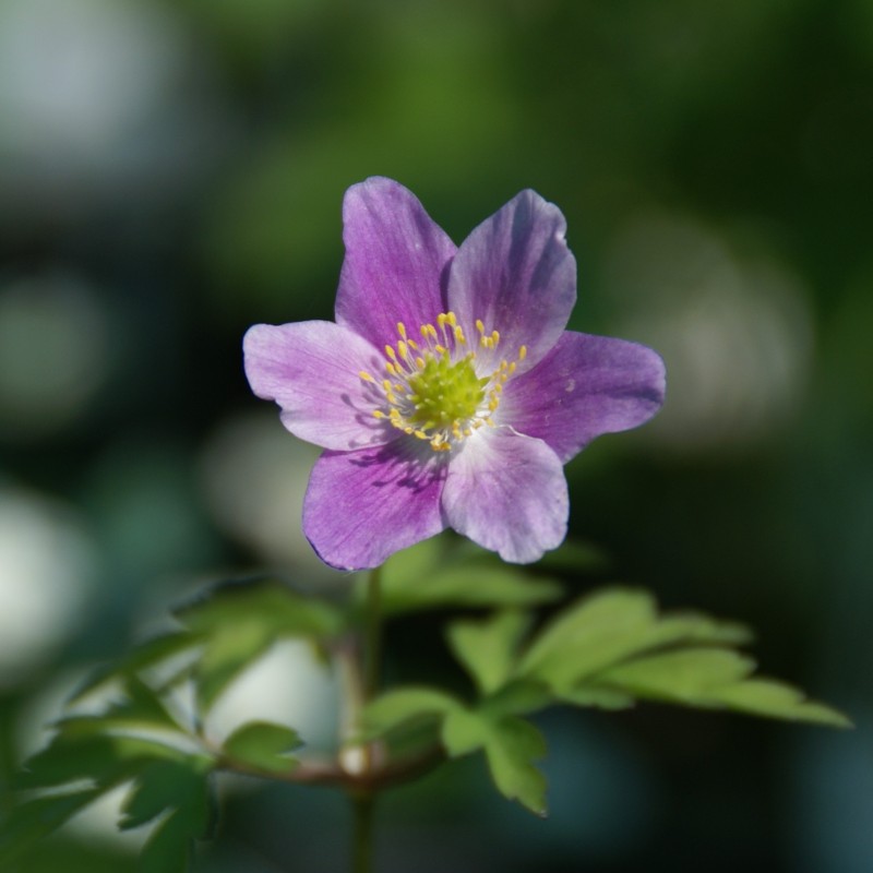 Anemone nemorosa 'Lucia' Anemone nemorosa 'Lucia'