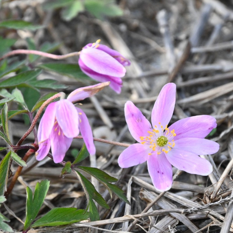 Anemone nemorosa 'Marie Rose' Anemone nemorosa 'Marie Rose'