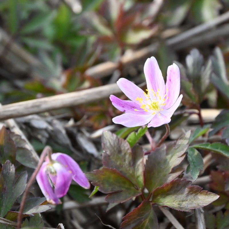 Anemone nemorosa 'Marie Rose' Anemone nemorosa 'Marie Rose'
