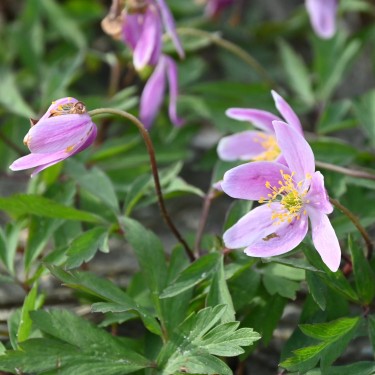 Anemone nemorosa 'Marie Rose' Anemone nemorosa 'Marie Rose'