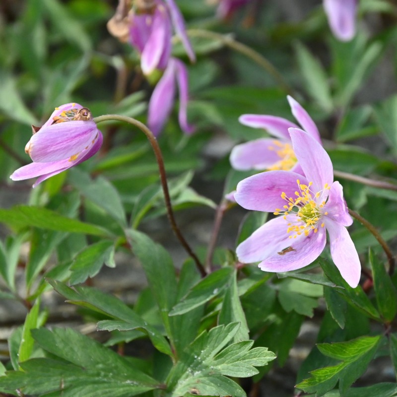 Anemone nemorosa 'Marie Rose' Anemone nemorosa 'Marie Rose'