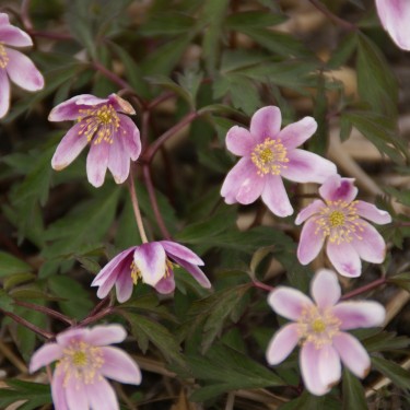 Anemone nemorosa 'Marie Rose' Anemone nemorosa 'Marie Rose'