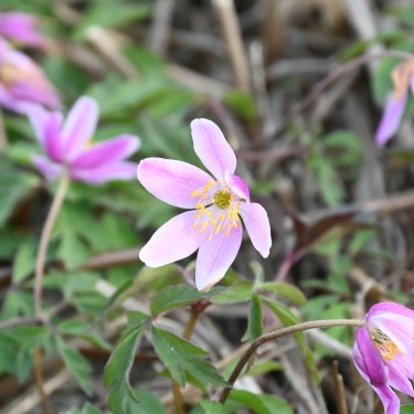 Anemone nemorosa 'Marie Rose' Anemone nemorosa 'Marie Rose'