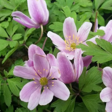 Anemone nemorosa 'Marie Rose' Anemone nemorosa 'Marie Rose'