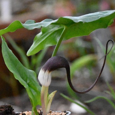 Arisarum proboscideum