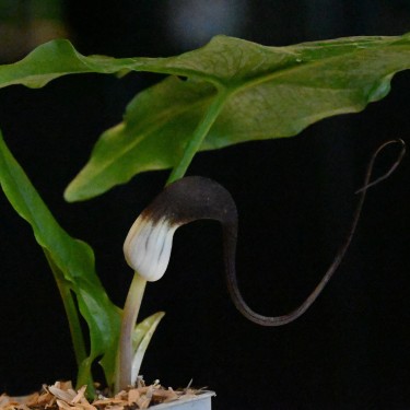 Arisarum proboscideum