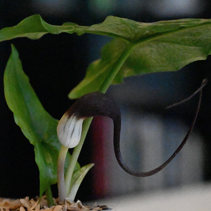 Arisarum proboscideum