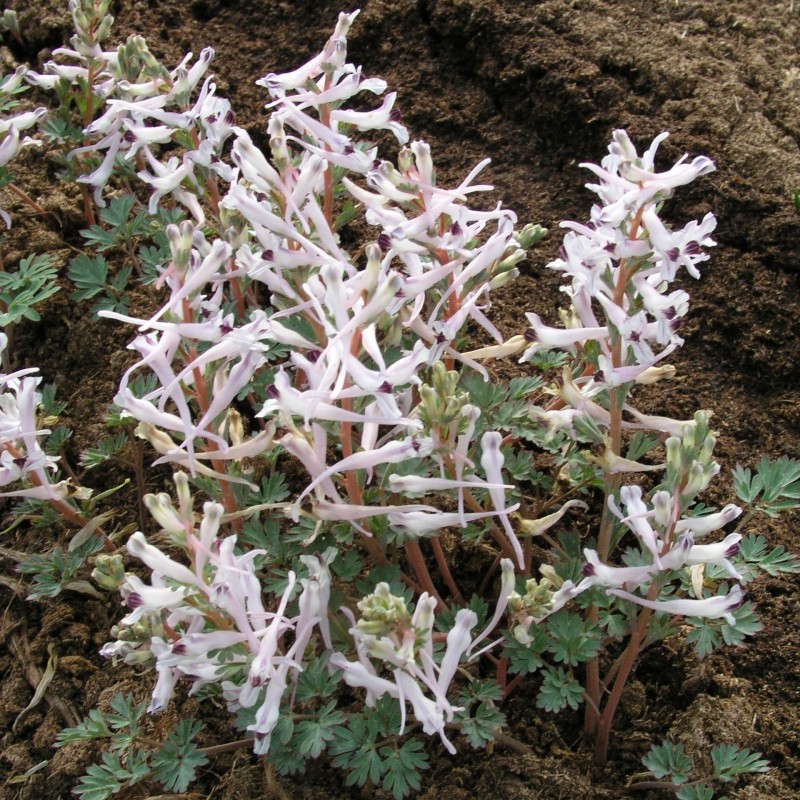 Corydalis henrikii Corydalis henrikii