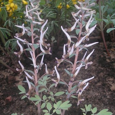 Corydalis nudicaulis 'Shady Boy'