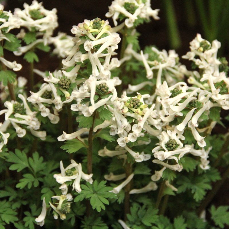 Corydalis solida 'Ice Queen' Corydalis solida 'Ice Queen'