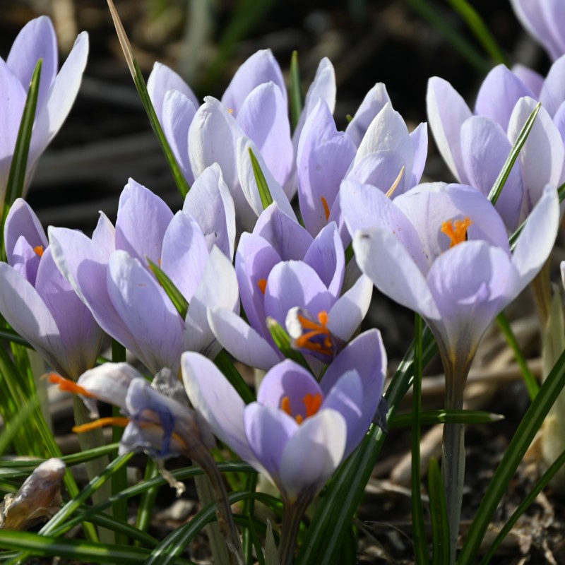 Crocus etruscus 'Rosalind' Crocus etruscus 'Rosalind'
