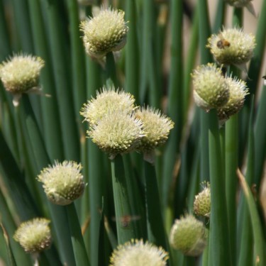 Allium fistulosum