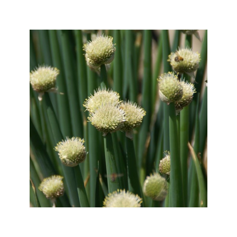 Allium fistulosum Allium fistulosum