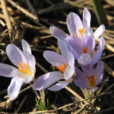 Crocus etruscus 'Rosalind' Crocus etruscus 'Rosalind'