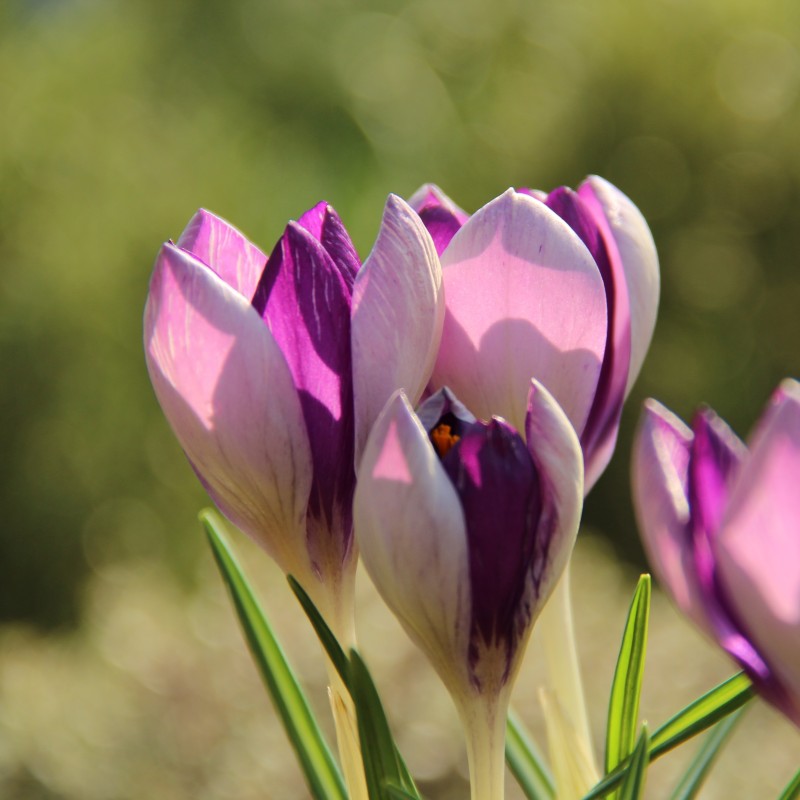 Crocus vernus 'Fantasy' Crocus vernus 'Fantasy'