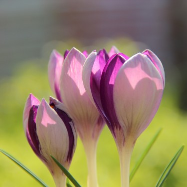 Crocus vernus 'Fantasy' Crocus vernus 'Fantasy'