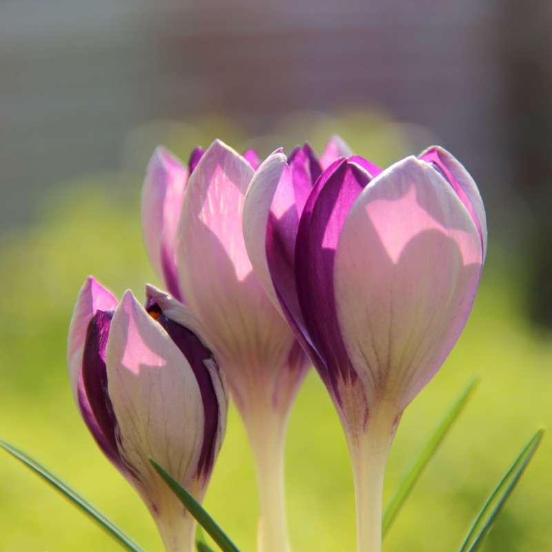 Crocus vernus 'Fantasy' Crocus vernus 'Fantasy'