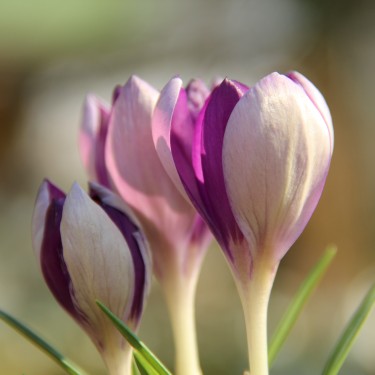 Crocus vernus 'Fantasy' Crocus vernus 'Fantasy'
