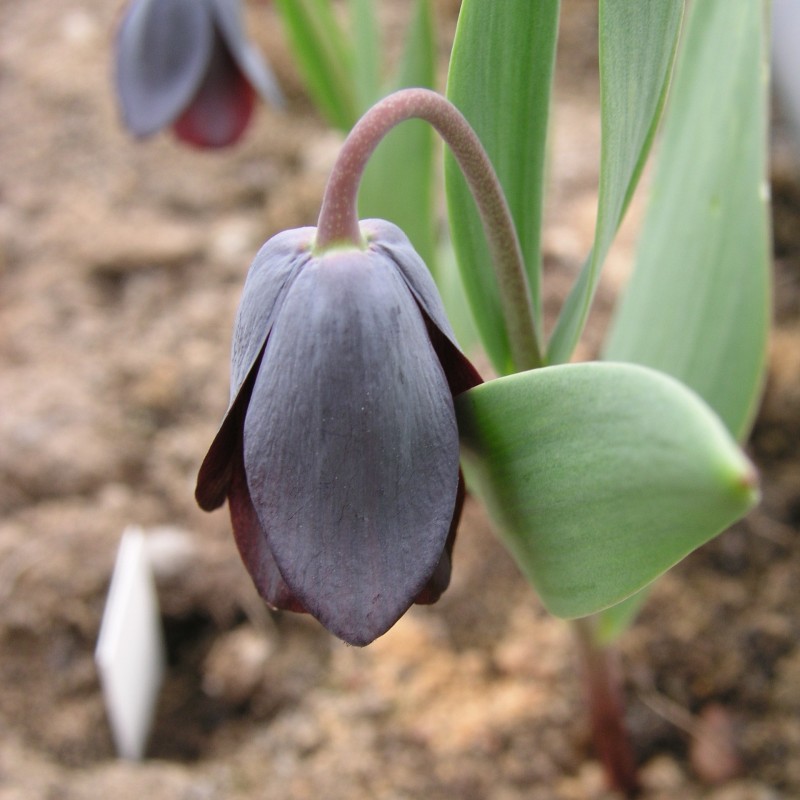 Fritillaria armena Fritillaria armena