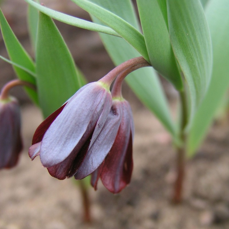 Fritillaria armena Fritillaria armena