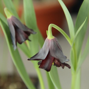 Fritillaria armena Fritillaria armena