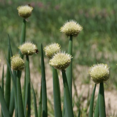 Allium fistulosum Allium fistulosum
