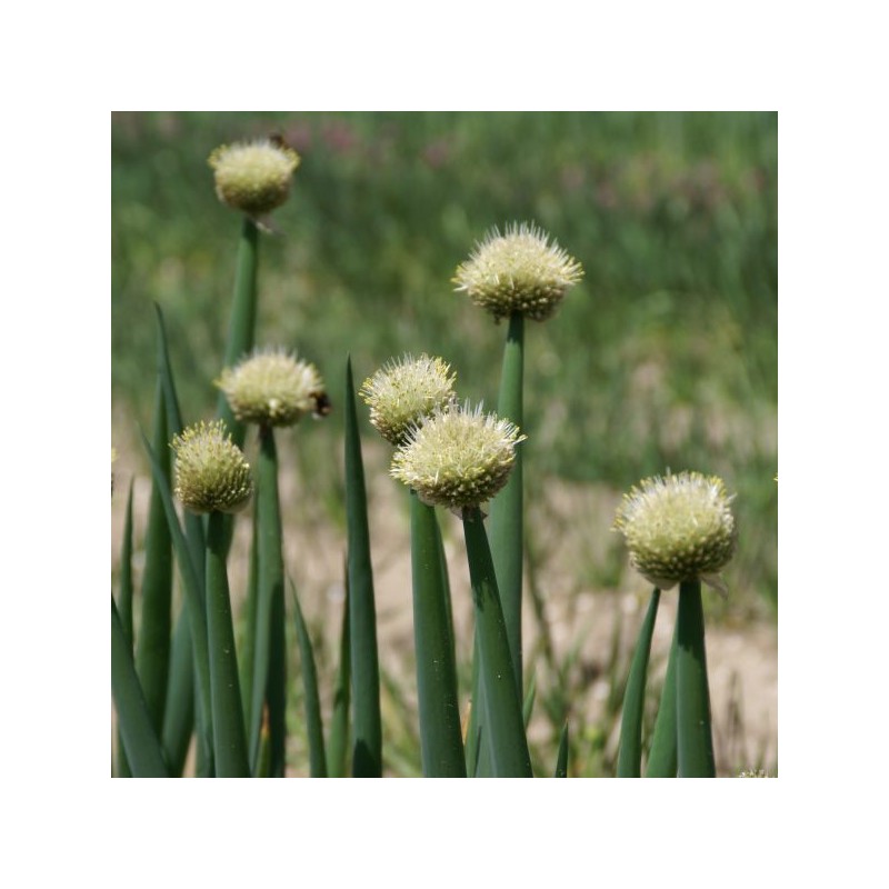 Allium fistulosum Allium fistulosum