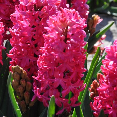 Hyacinthus orientalis 'Jan Bos'