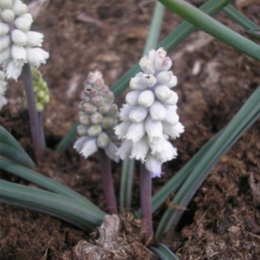 Muscari pallens