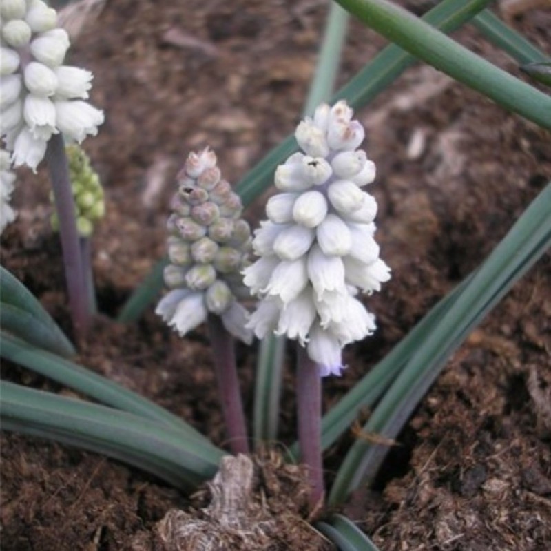 Muscari pallens Muscari pallens