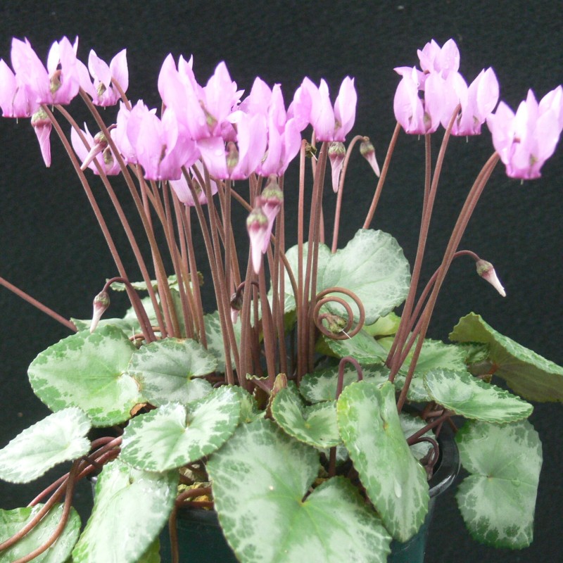 Cyclamen purpurascens -Silver Leaf-
