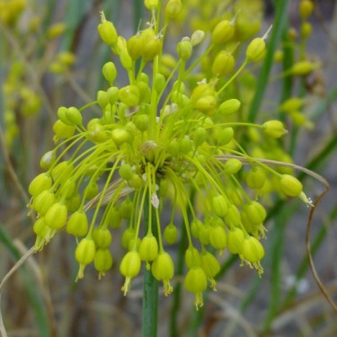 Allium flavum