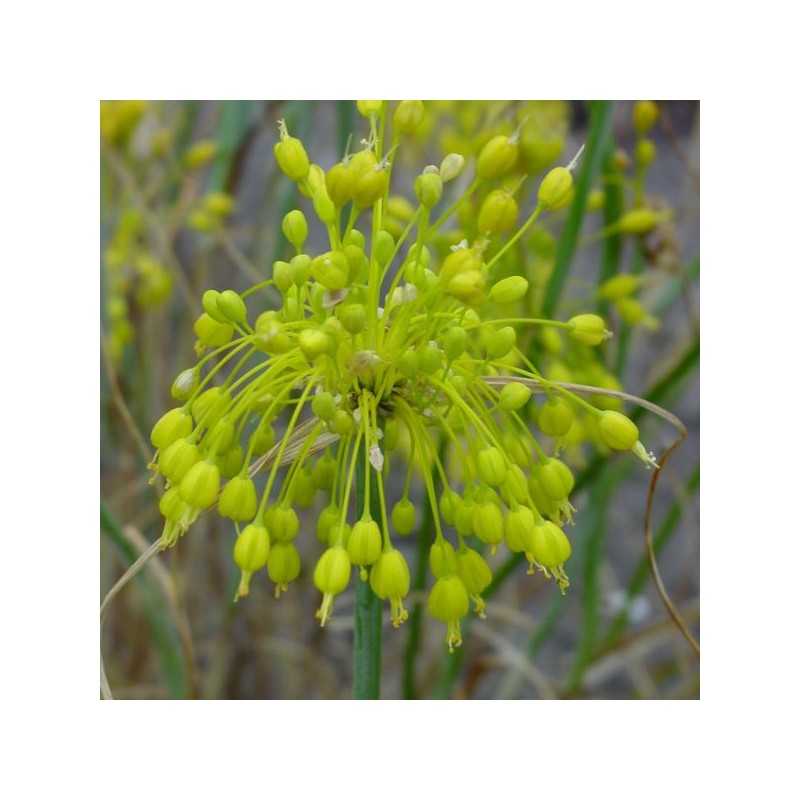 Allium flavum