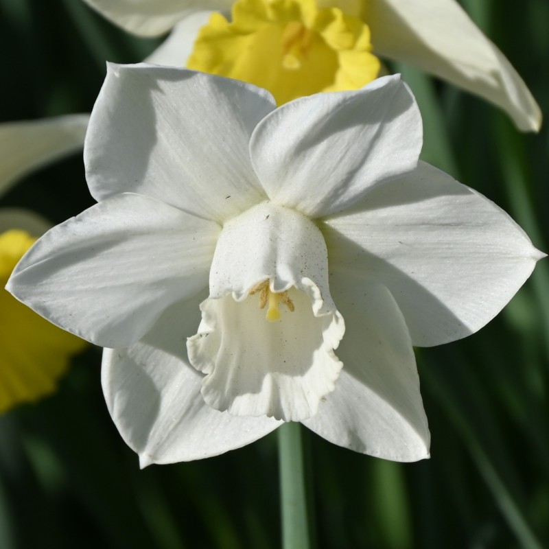 Narcissus 'Arctic Power' Narcissus 'Arctic Power'