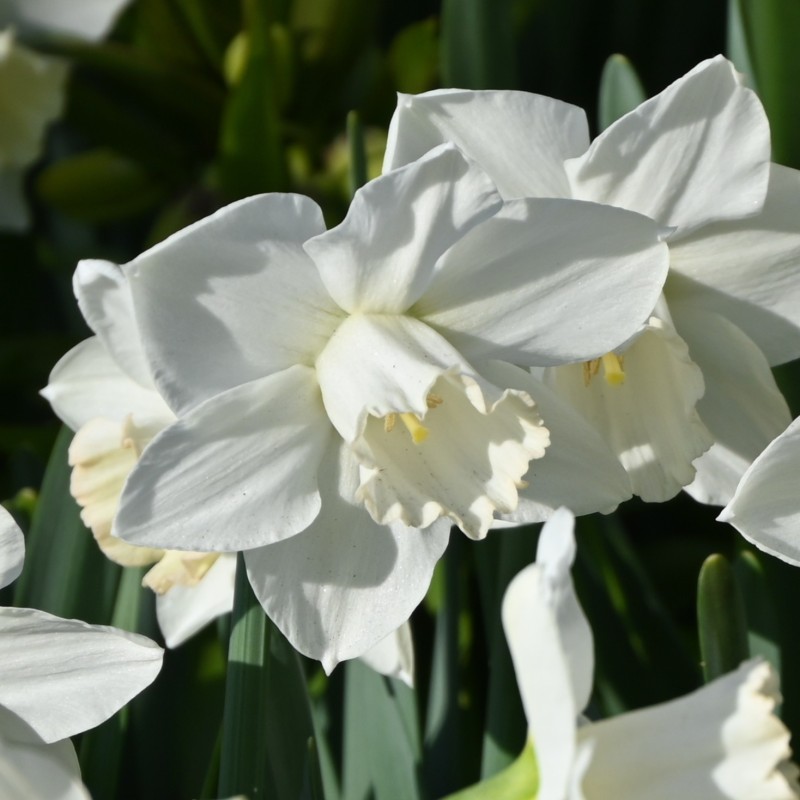 Narcissus 'Arctic Power' Narcissus 'Arctic Power'
