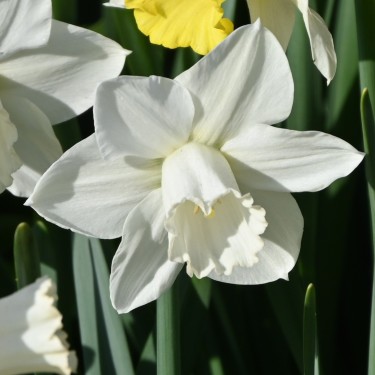 Narcissus 'Arctic Power' Narcissus 'Arctic Power'