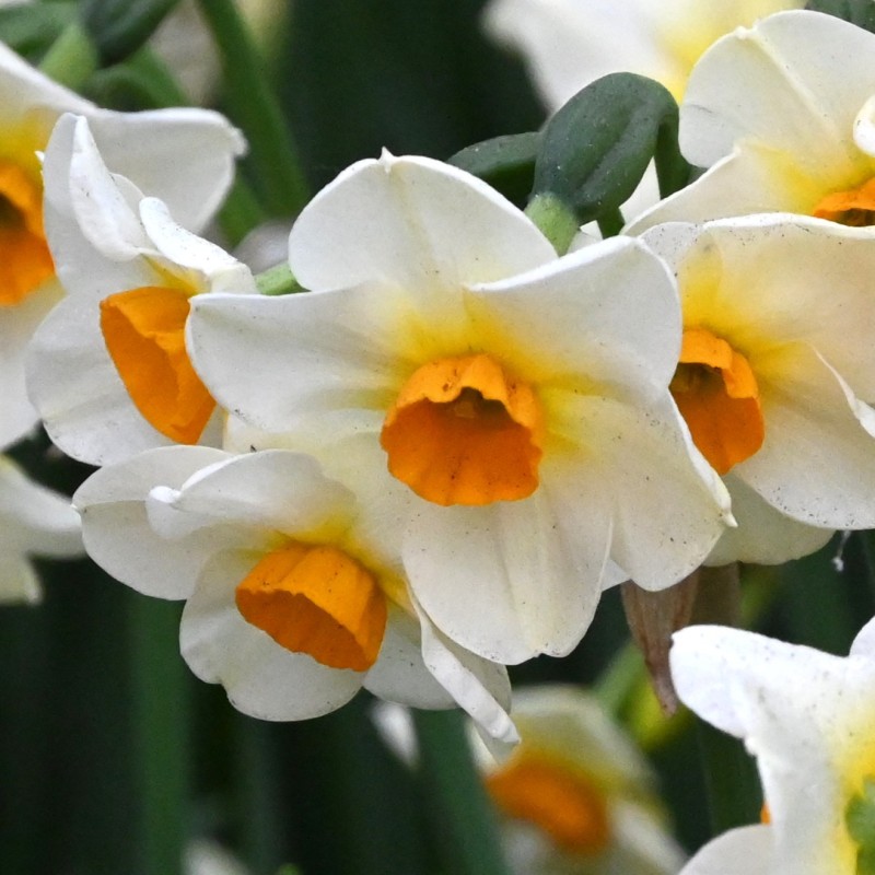 Narcissus 'Beautiful Eyes' ® Narcissus 'Beautiful Eyes' ®