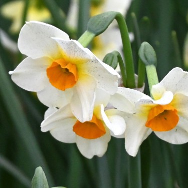 Narcissus 'Beautiful Eyes' ® Narcissus 'Beautiful Eyes' ®