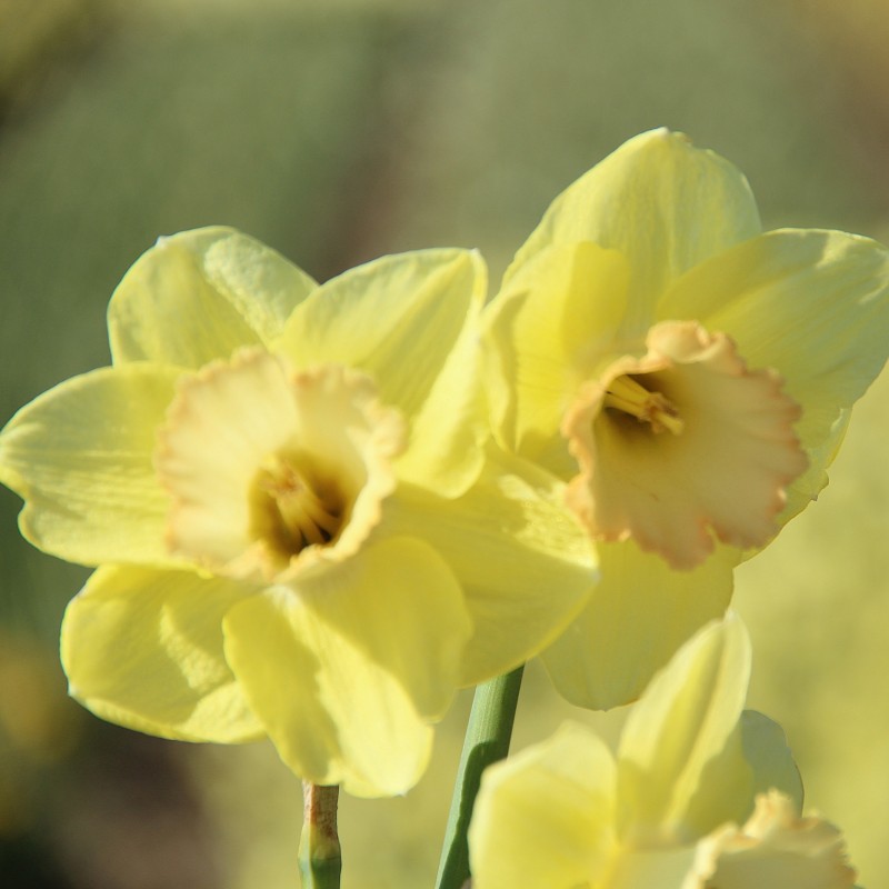 Narcissus 'Chemeketa'