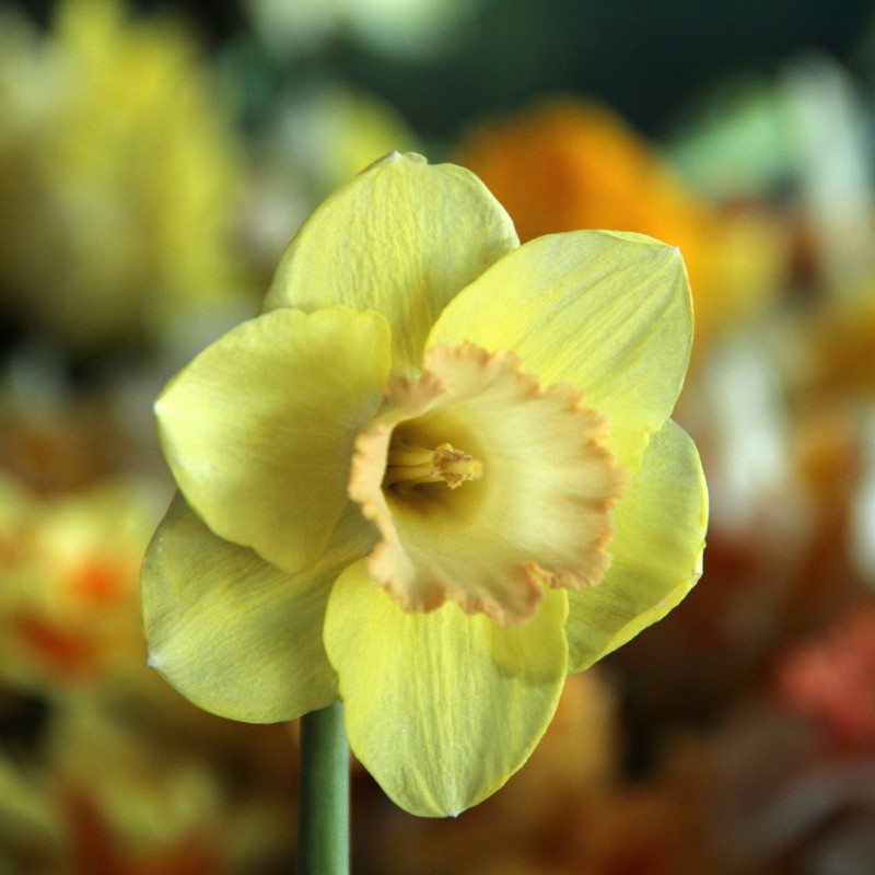 Narcissus 'Chemeketa'