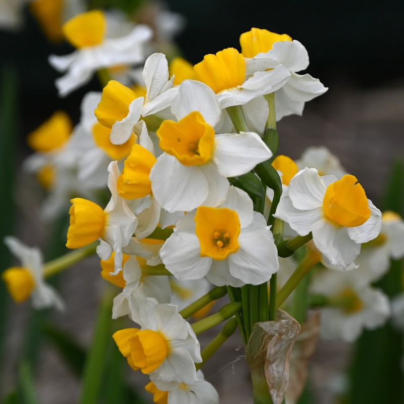 Narcissus 'Glorious' Narcissus 'Glorious'