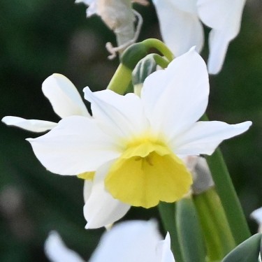 Narcissus 'Jumelée'