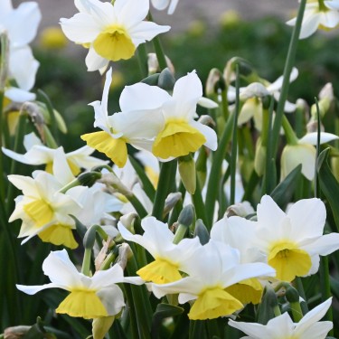 Narcissus 'Jumelée' Narcissus 'Jumelée'