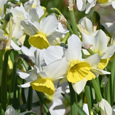 Narcissus 'Jumelée' Narcissus 'Jumelée'