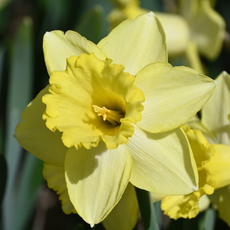 Narcissus 'Ladea' Narcissus 'Ladea'