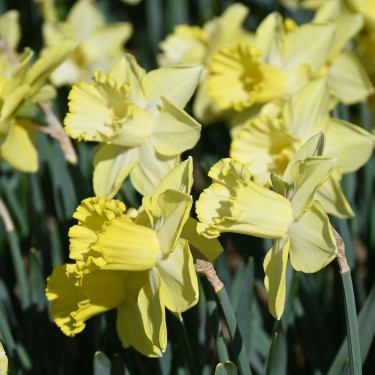 Narcissus 'Ladea' Narcissus 'Ladea'