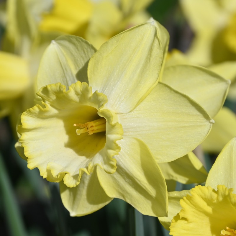 Narcissus 'Ladea' Narcissus 'Ladea'